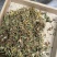 野生金银花，