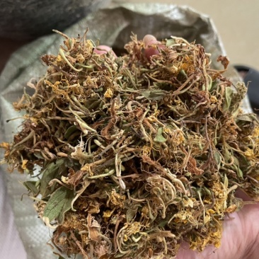 野生金银花，