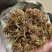 野生金银花，