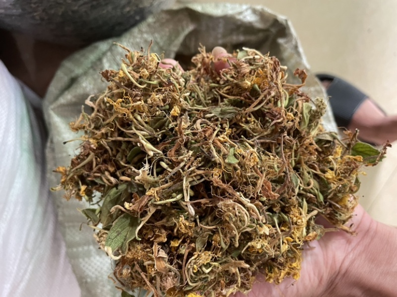 野生金银花，
