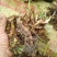 野生石菖蒲
