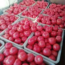 唐山乐亭西红柿大量上市了，需要的客商赶紧吧！量大！