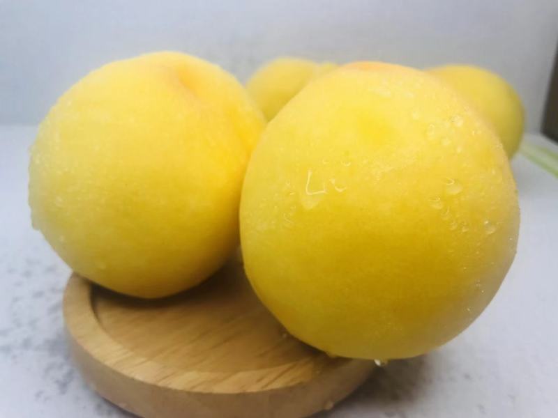 黄金密二号