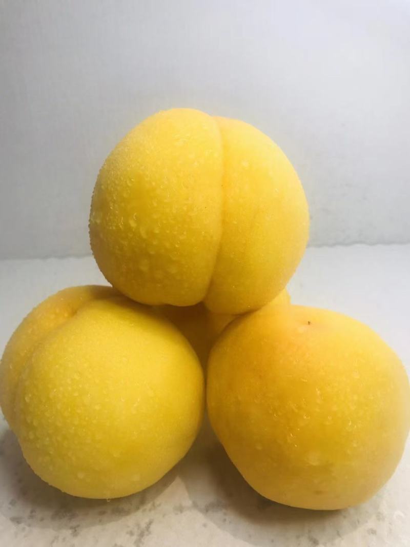 黄金密二号