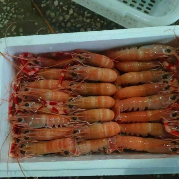 海龙虾海鳌虾海螯虾【渔船直供】寻找批发商