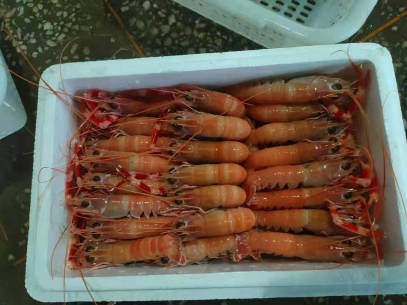 海龙虾海鳌虾海螯虾【渔船直供】寻找批发商