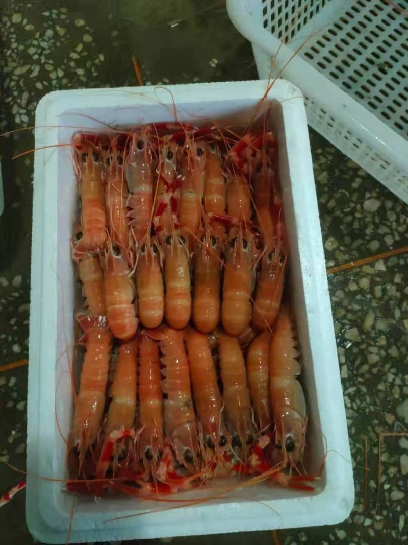 海龙虾海鳌虾海螯虾【渔船直供】寻找批发商