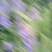 黄芩籽，黄芩种子包发芽，批发免费技术指导，成品包回收