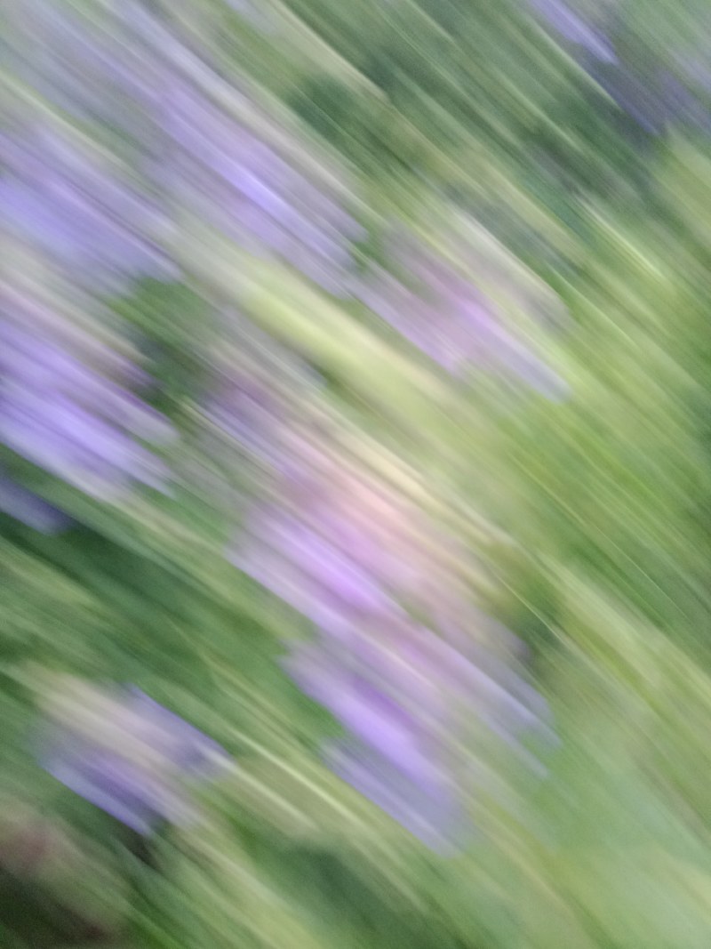 黄芩籽，黄芩种子包发芽，批发免费技术指导，成品包回收