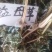 益母草，野生益母草干品，不切段的，，保证质量，长期有货，