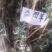 益母草，野生益母草干品，不切段的，，保证质量，长期有货，