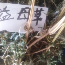 益母草，野生益母草干品，不切段的，，保证质量，长期有货，