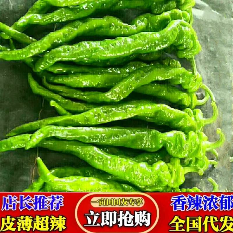 螺丝椒陕西，陇椒，鲜辣椒产地直供，诚信代收，直发全国视频
