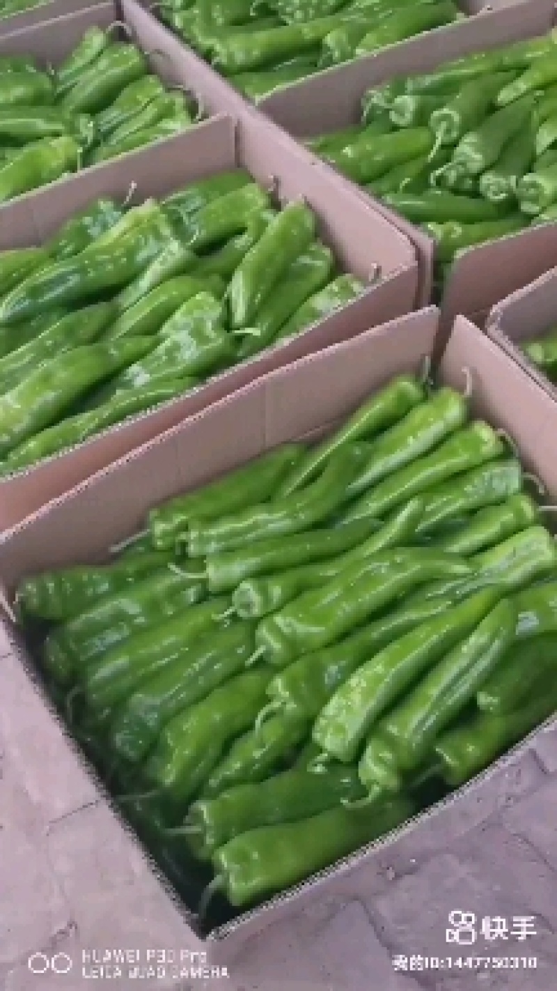 螺丝椒陕西，陇椒，鲜辣椒产地直供，诚信代收，直发全国视频