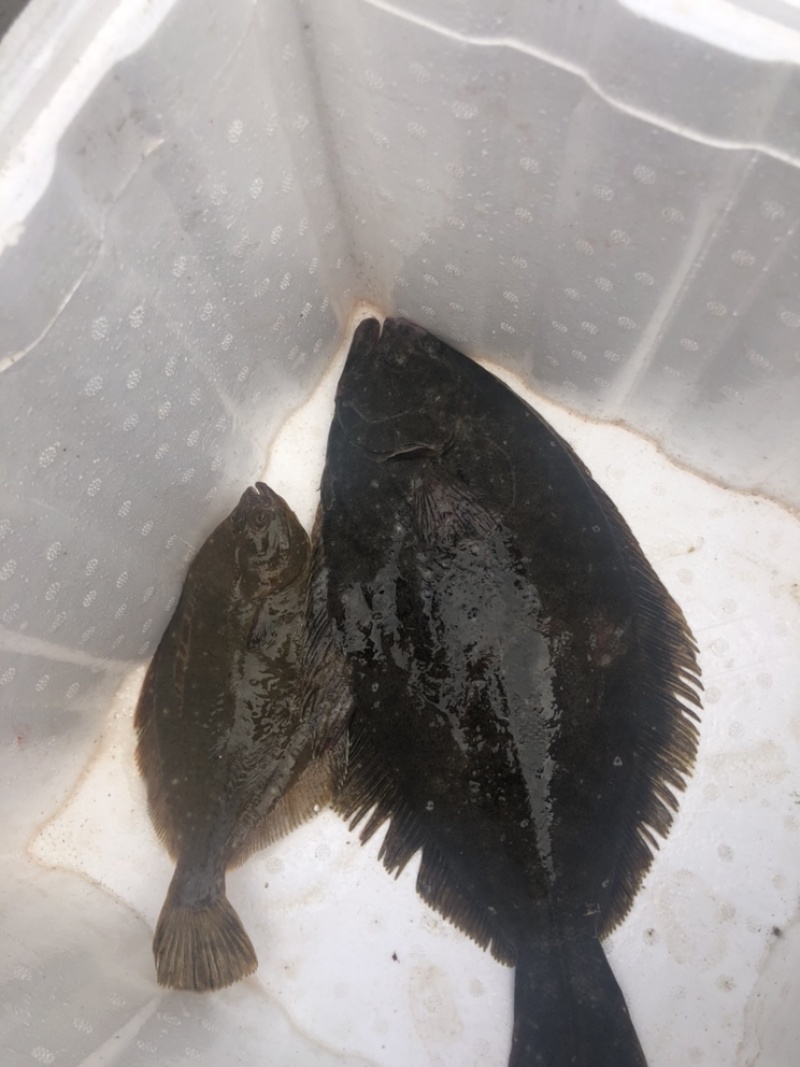 大量石蝶鱼，鸦片鱼出售