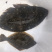 大量石蝶鱼，鸦片鱼出售