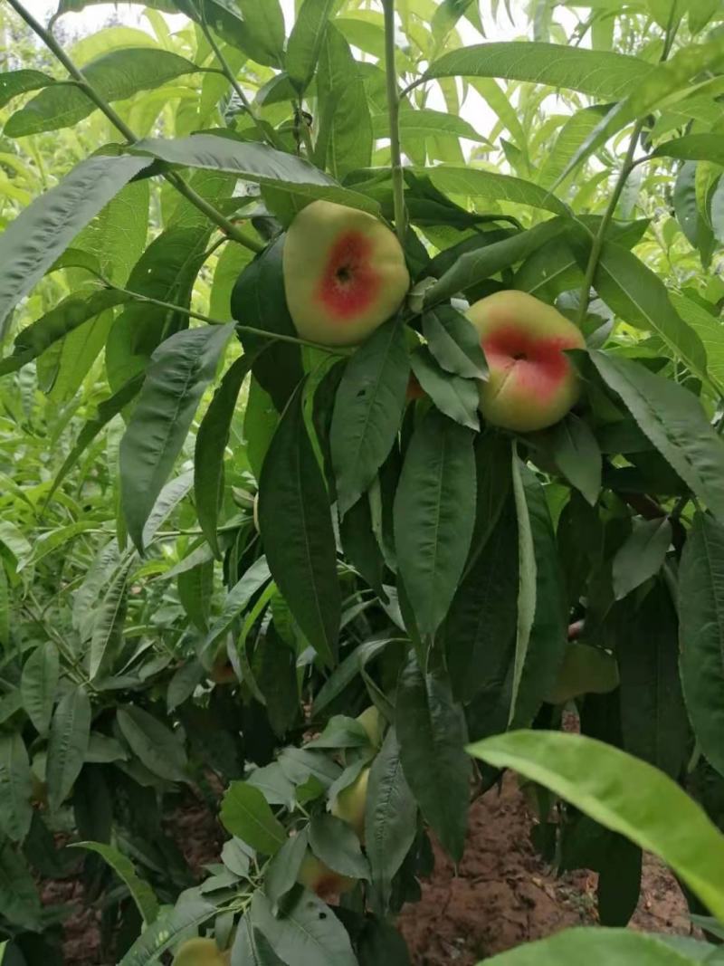 潘桃，毛潘