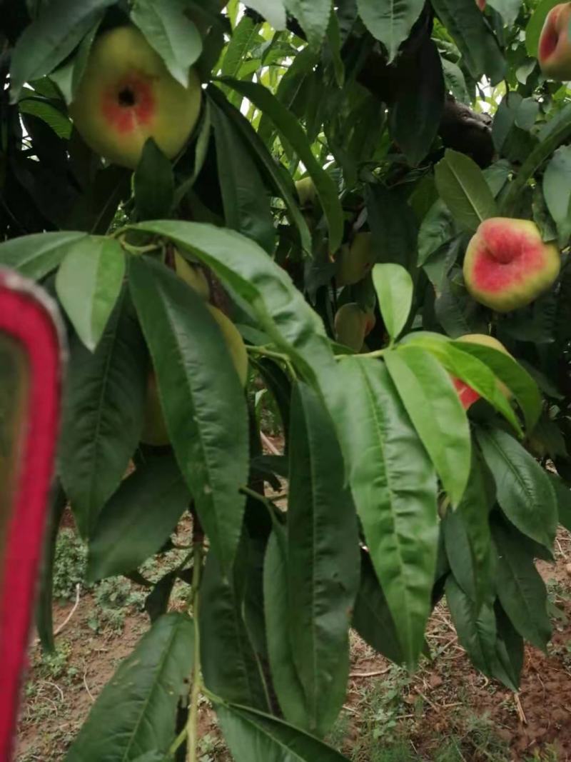 潘桃，毛潘
