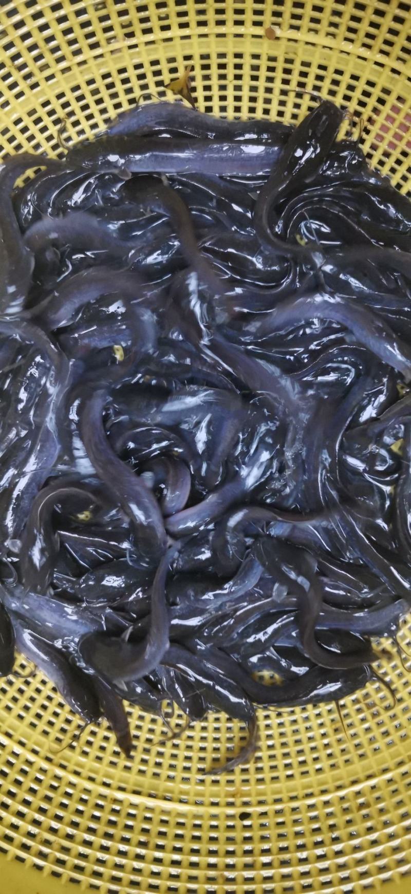 埃及鱼苗，胡子鲶鱼苗杂交快大良种苗场销量大从优包送到塘口