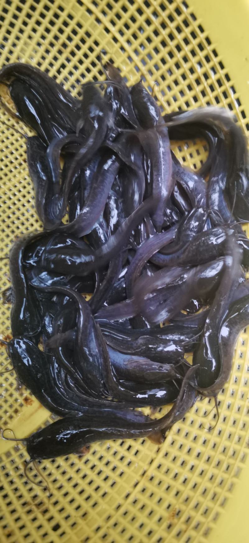 埃及鱼苗，胡子鲶鱼苗杂交快大良种苗场销量大从优包送到塘口