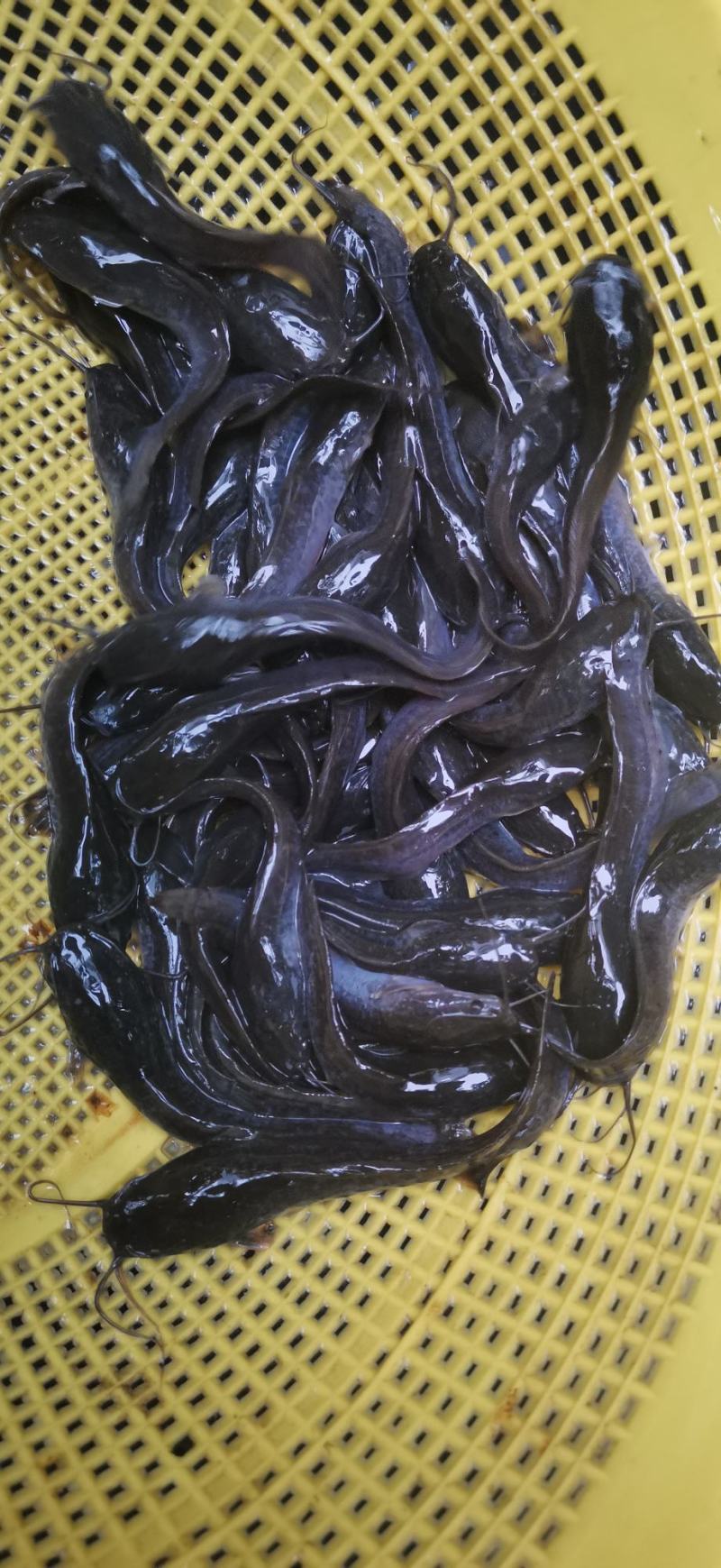 埃及鱼苗，胡子鲶鱼苗杂交快大良种苗场销量大从优包送到塘口