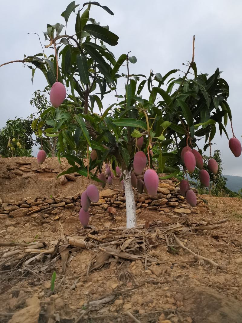 云南元江贵妃芒果，现采现发，一手货源，口感甜，粉度高