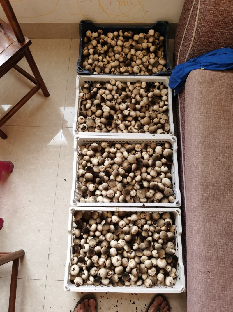 草菇，接受外出种植，妖山山8溜酒5妖山龄期，