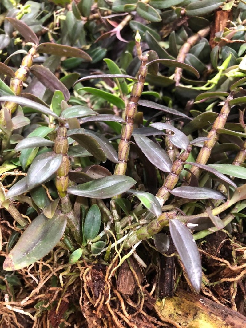 优质铁皮石斛驯化苗、基地现拔现发、量大详谈！