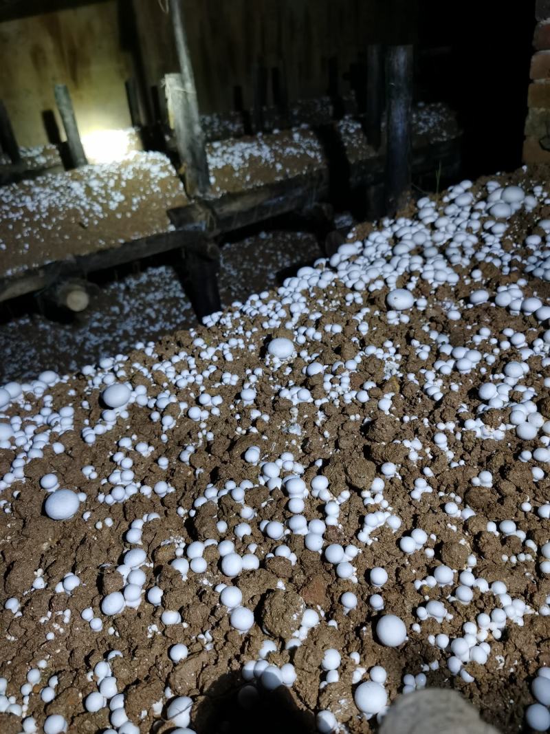 双孢菇，接受外出种植，