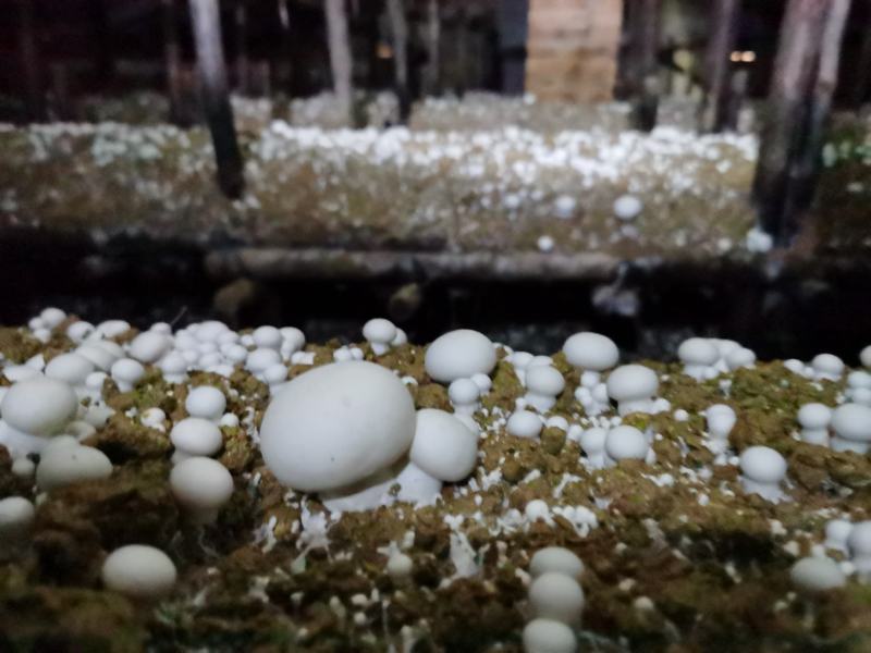 双孢菇，接受外出种植，