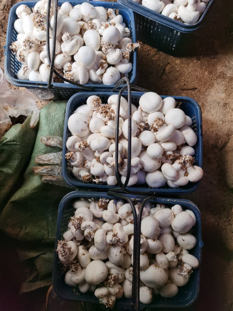 双孢菇，接受外出种植，
