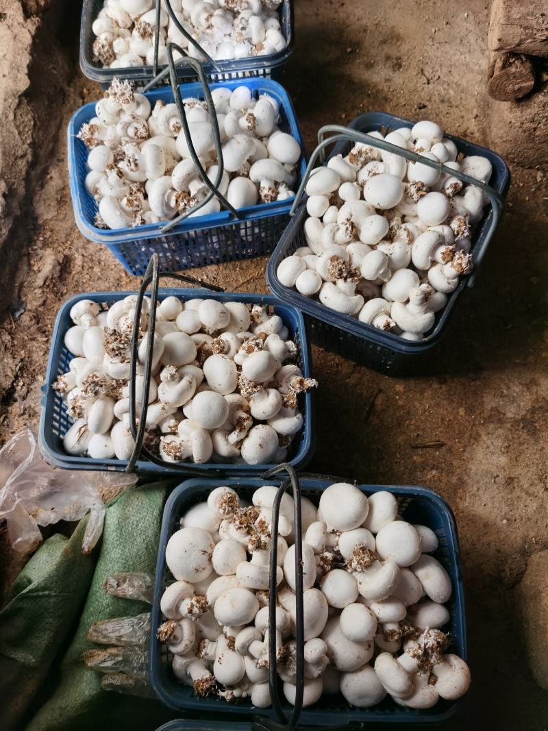 双孢菇，接受外出种植，