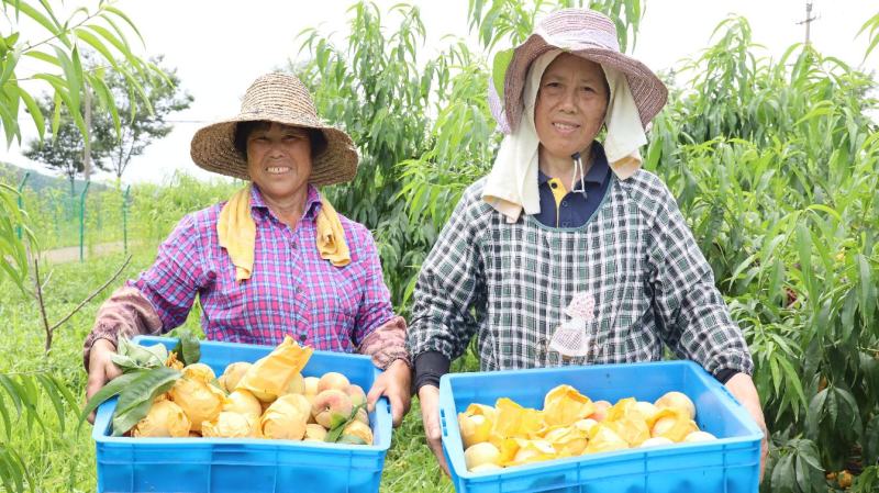 (基地直供)赤月湖景玉露水蜜桃4两以上6月底上市