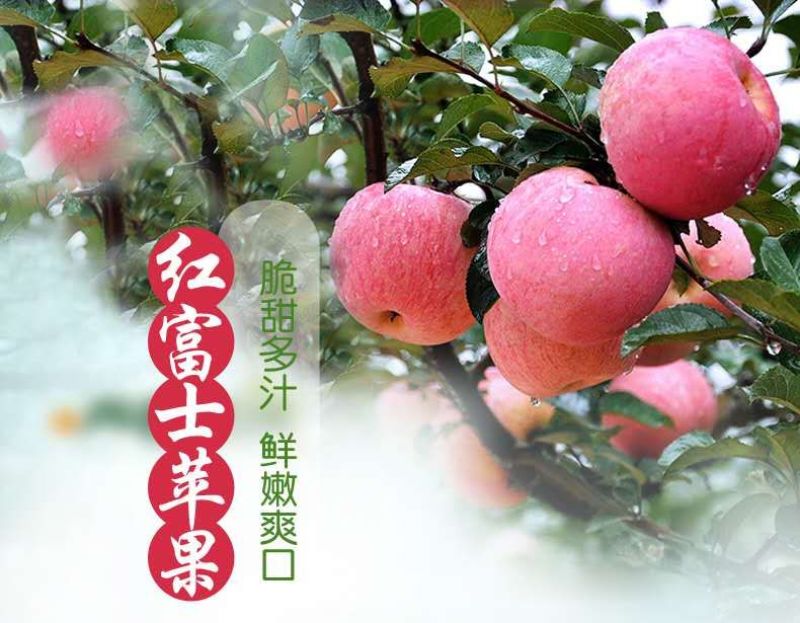 原价79现价59来自陕西延安苹果24头75果径