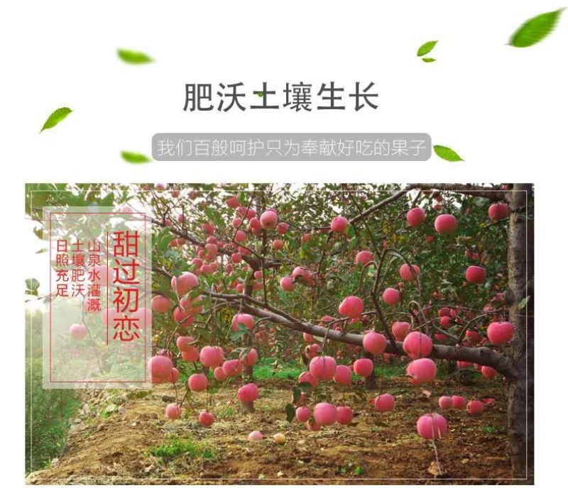 原价79现价59来自陕西延安苹果24头75果径