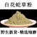 白花蛇草粉草药白花蛇舌草中药材野生蛇舌草粉茶新鲜