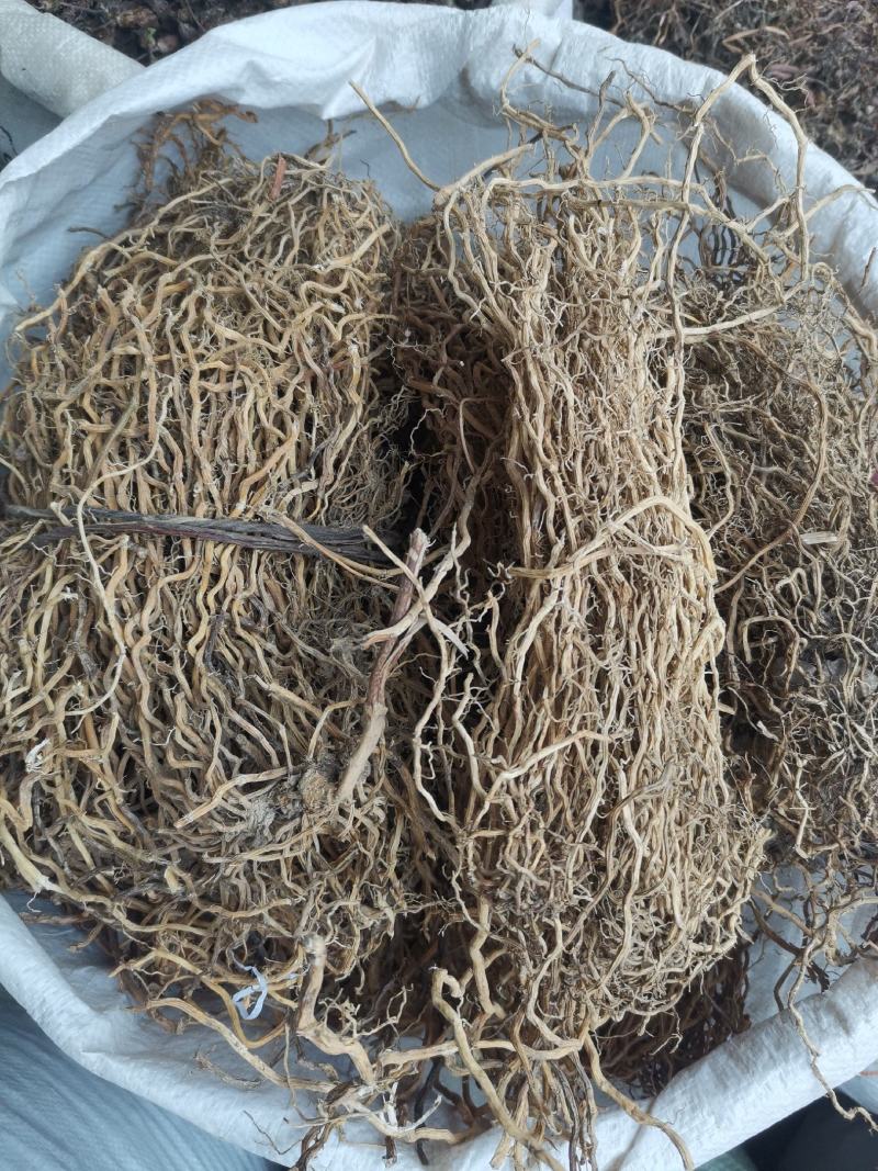 大伸筋马尾菜货干无杂净货量大从优