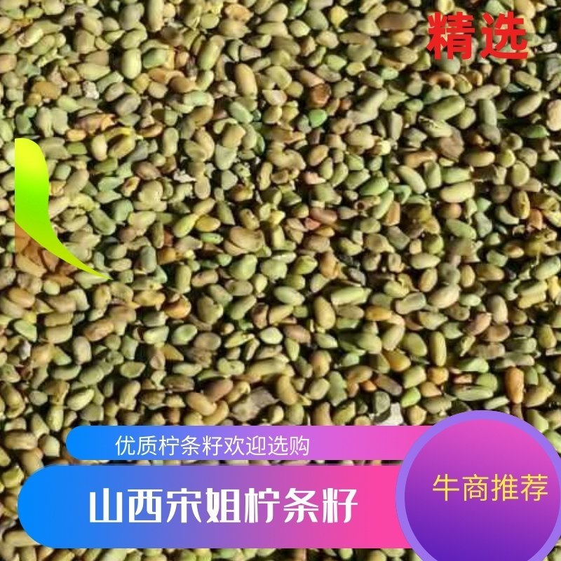 【柠条籽】产地直销！货源充足！常年供应！欢迎电话咨询订货