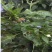 12%甲维虫螨腈玉米蔬菜果树花卉钻心虫青虫夜蛾杀虫剂农药