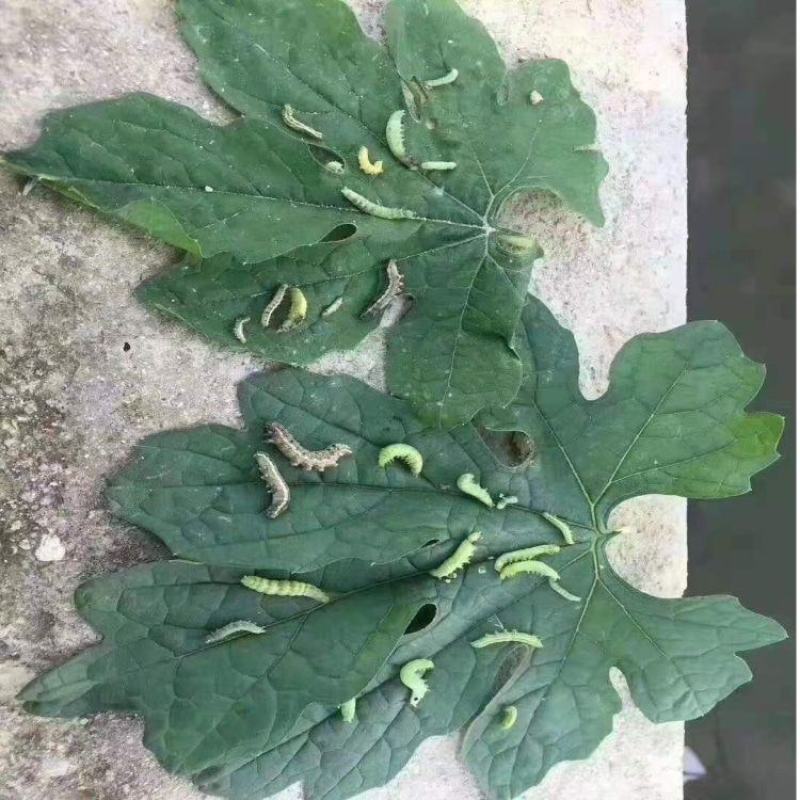 12%甲维虫螨腈玉米蔬菜果树花卉钻心虫青虫夜蛾杀虫剂农药