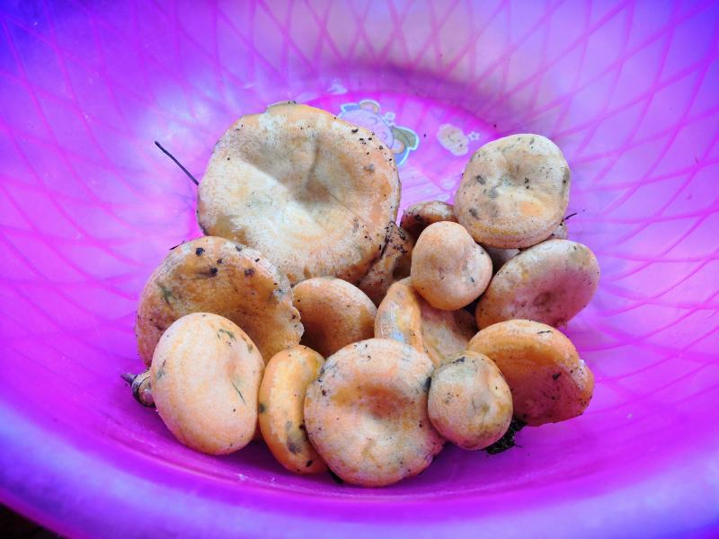 野生新鲜松树菌