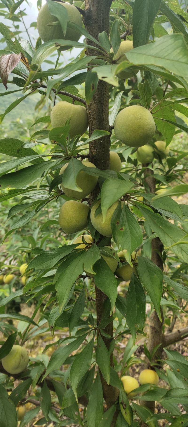 青红脆李大量上市了需要的联系我量大从优