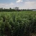 红露苹果苗，富士系列，马龙苹果苗，袋苗品质保证