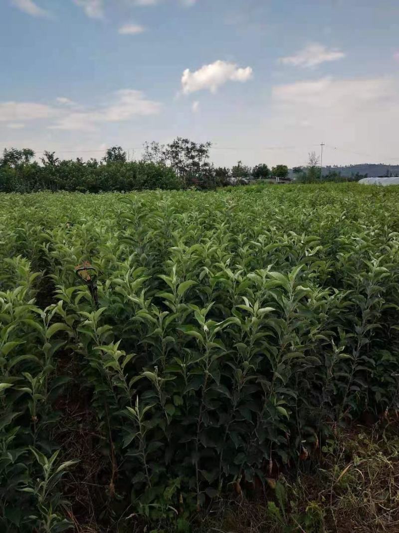 红露苹果苗，富士系列，马龙苹果苗，袋苗品质保证