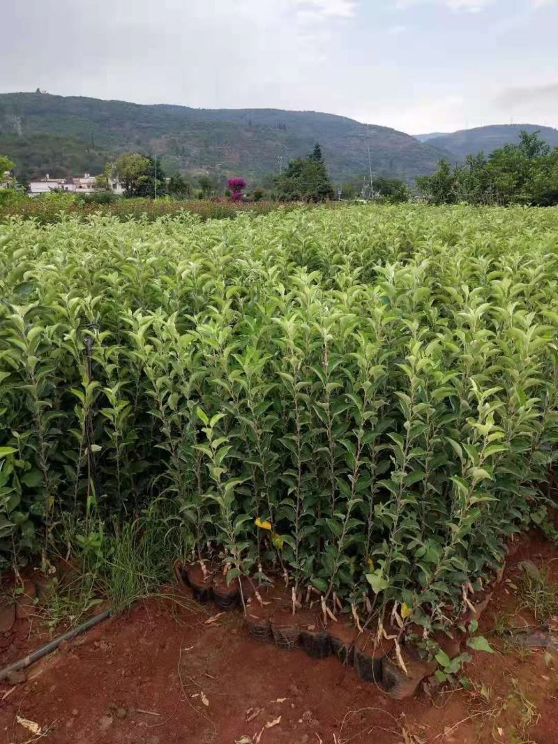红露苹果苗，富士系列，马龙苹果苗，袋苗品质保证