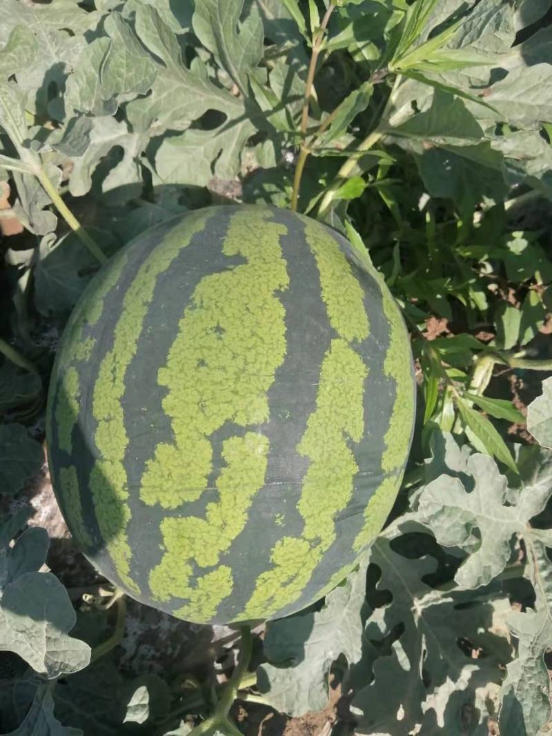 大量供应，甜王