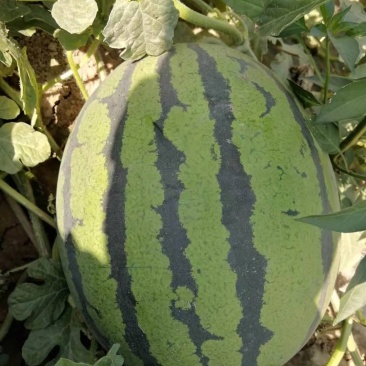 大量供应，甜王