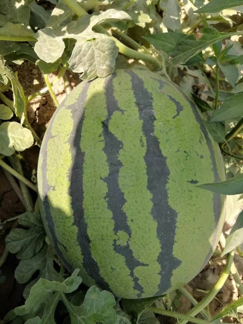 大量供应，甜王