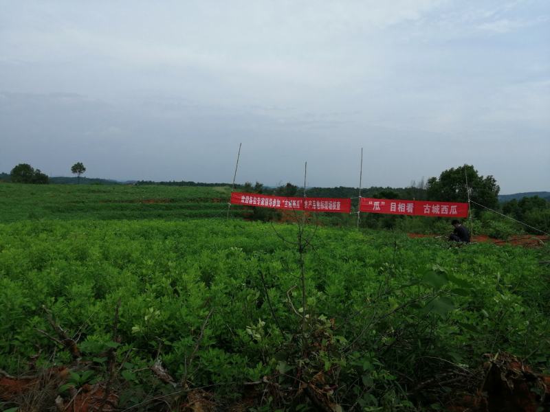 农场（衡阳市湘黄鸡生态养殖示范基地）合作转让租赁