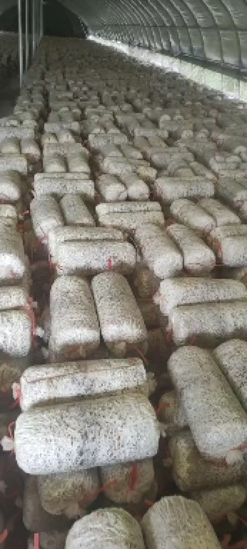 现低价出售高温平菇岀菇菌包